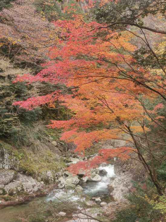 三段峡 国の特別名勝であり広島県の人気紅葉スポットを観光 毎日感謝 アラフォーコギさんブログ