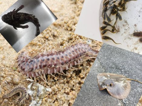 海の危険生物 毒を持つ日本の海に潜む刺す生き物まとめ 毎日感謝 アラフォーコギさんブログ
